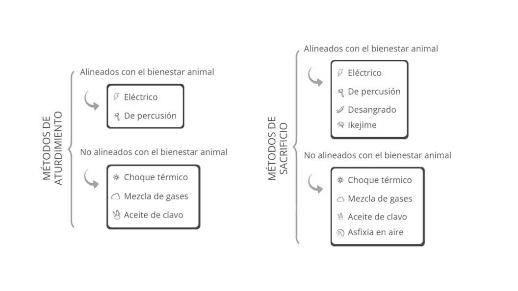 Sacrificio de los peces de acuicultura