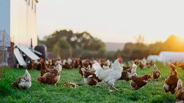Animales Libres de Jaulas