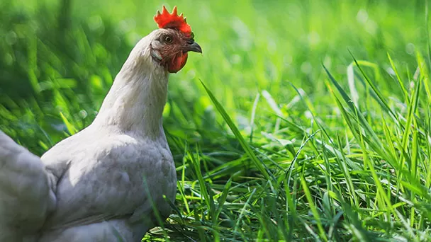 Victorias para los animales
